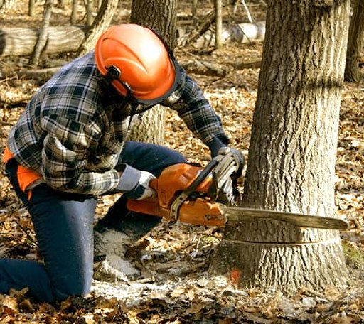 Tree Removal in Martin, KY